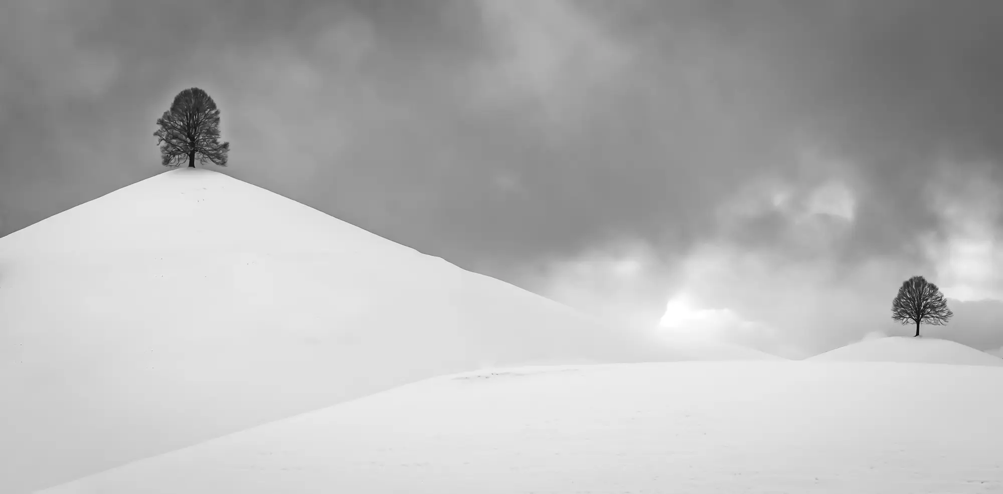 ilka mueller B W Landscape trees