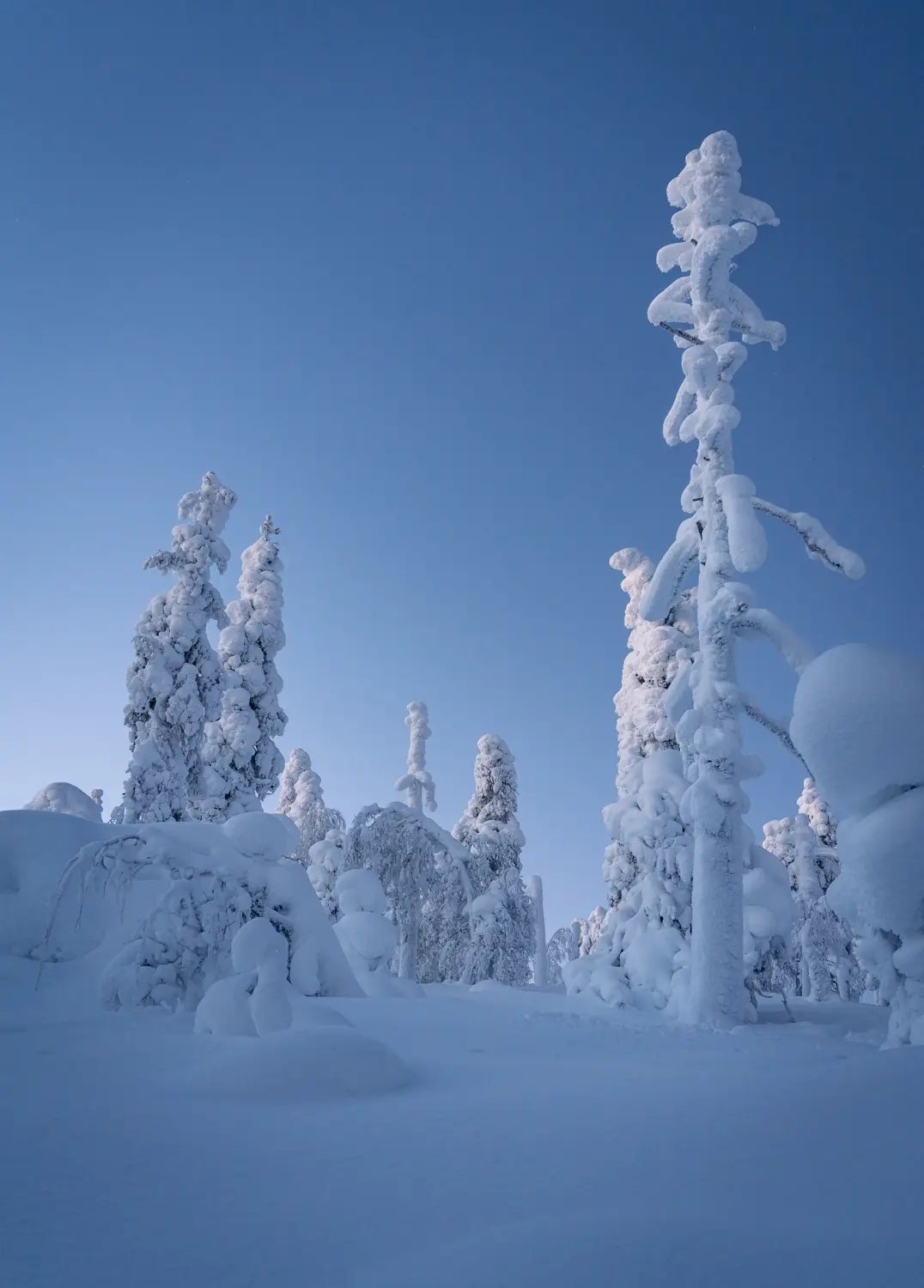 ilka mueller Landscape Finland Snowtree