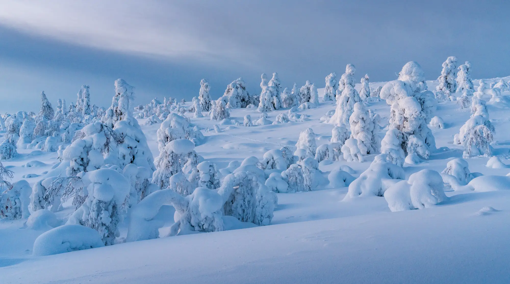 ilka mueller Landscape Finland Snowtrees