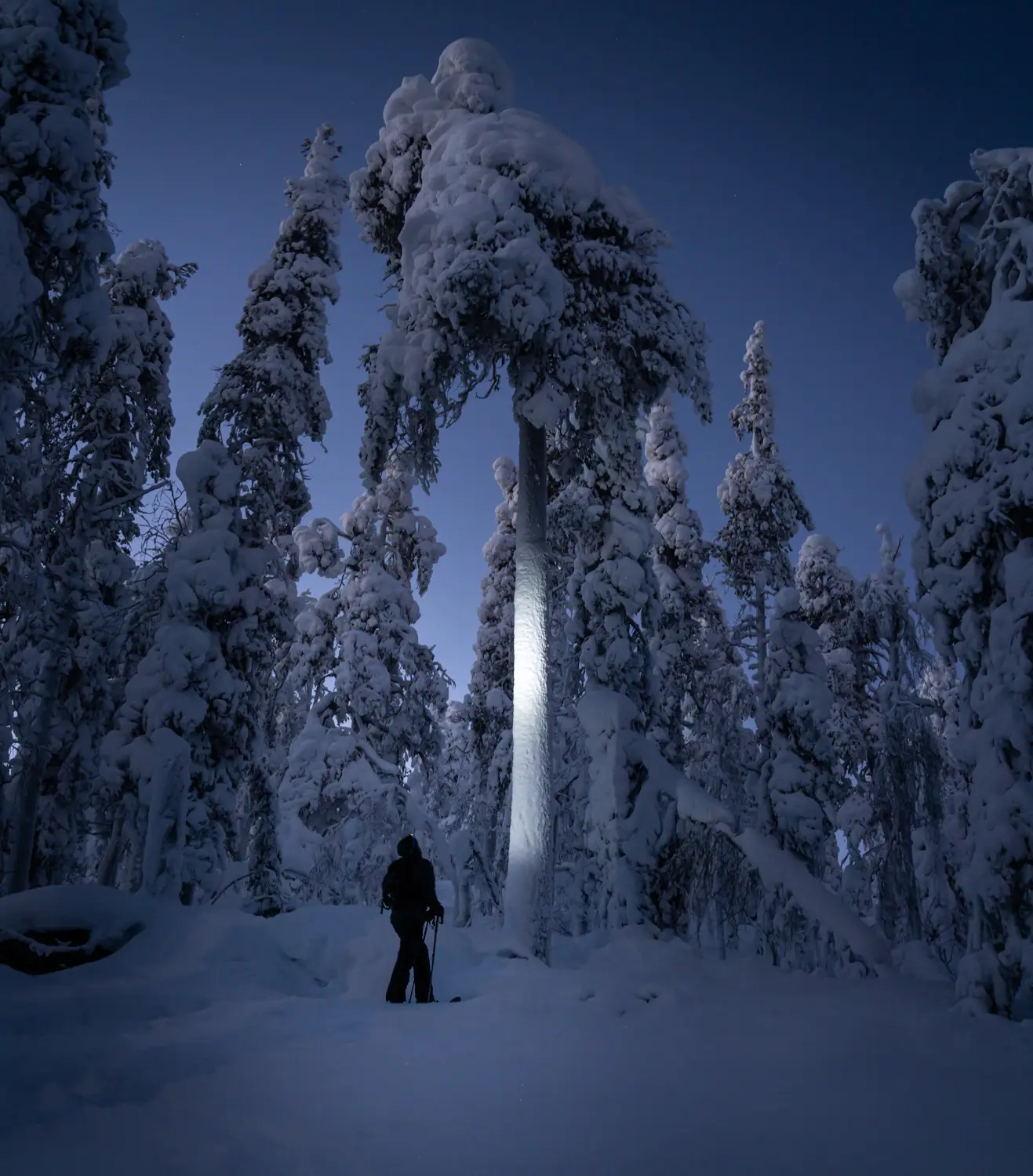 ilka mueller Landscape Finland Tree Night