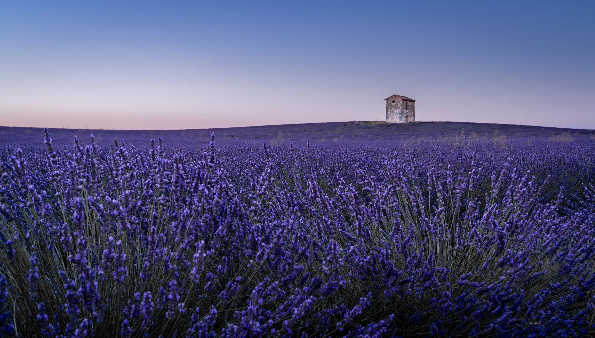 ilka mueller Landscape Provence Lavender Hut