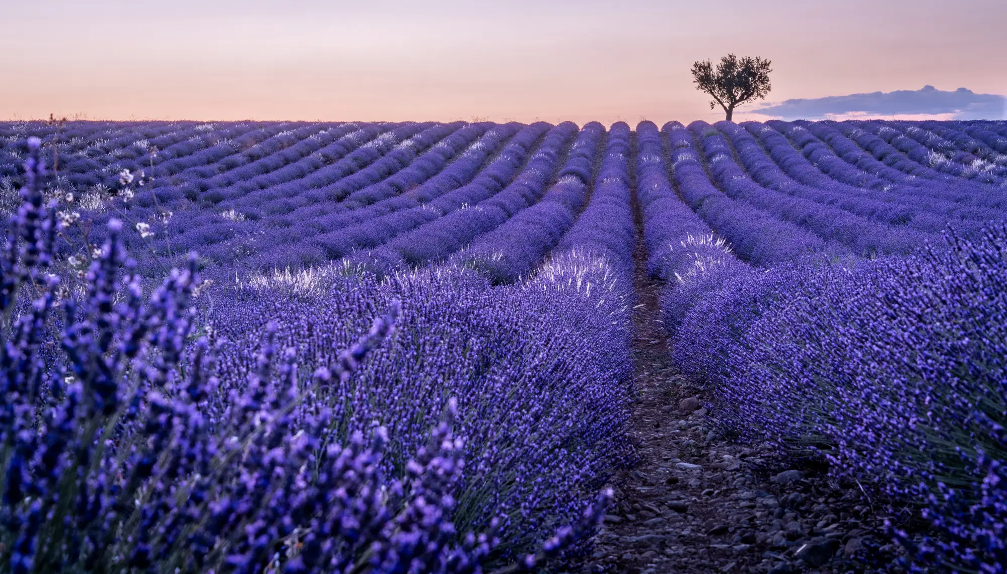 ilka mueller Landscape Provence Lavender Tree
