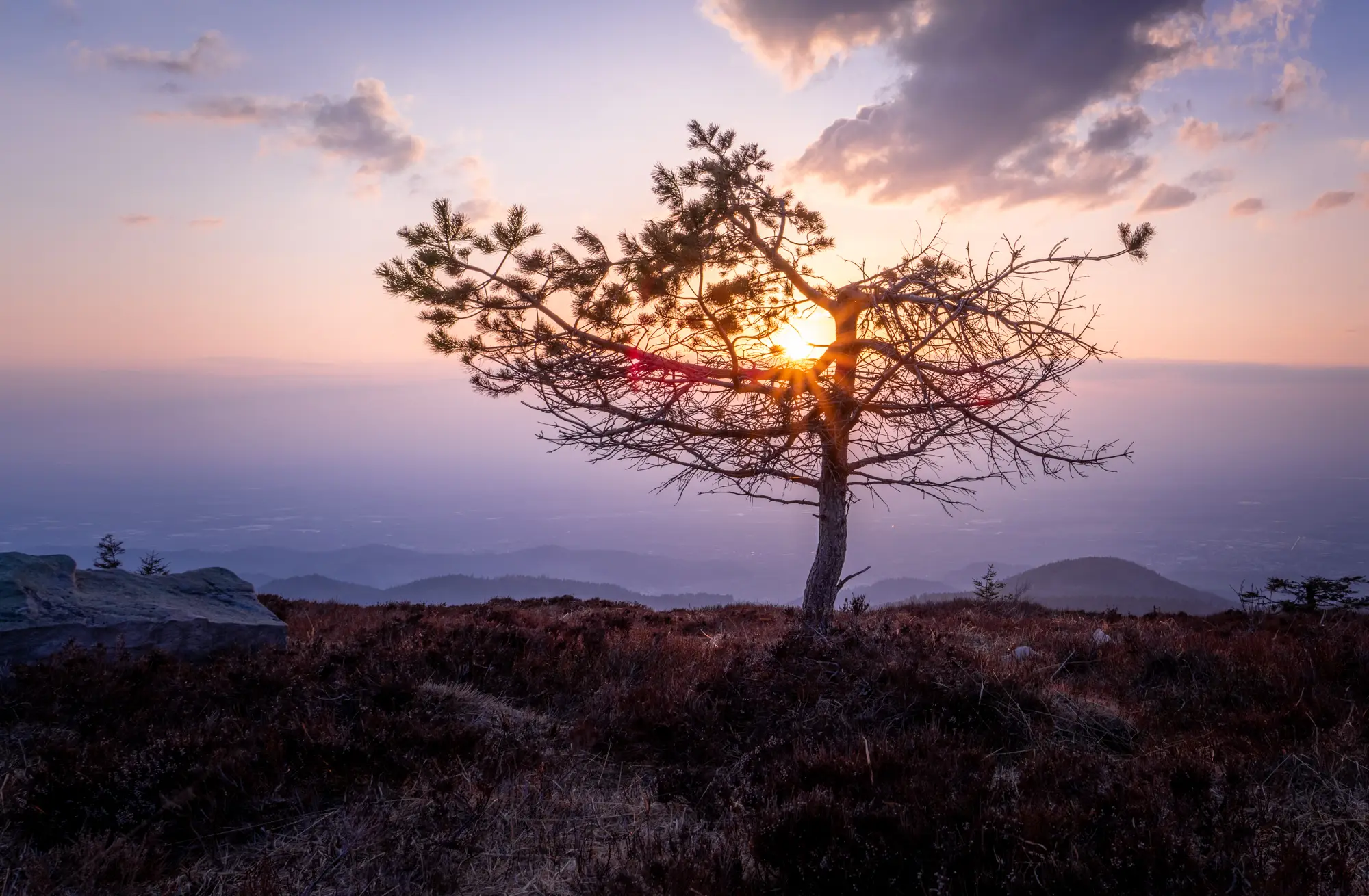 ilka mueller Landscape Tree